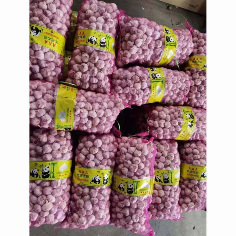 大蒜金乡新大蒜 产区直发 全年有货 保质保量大量供应市场