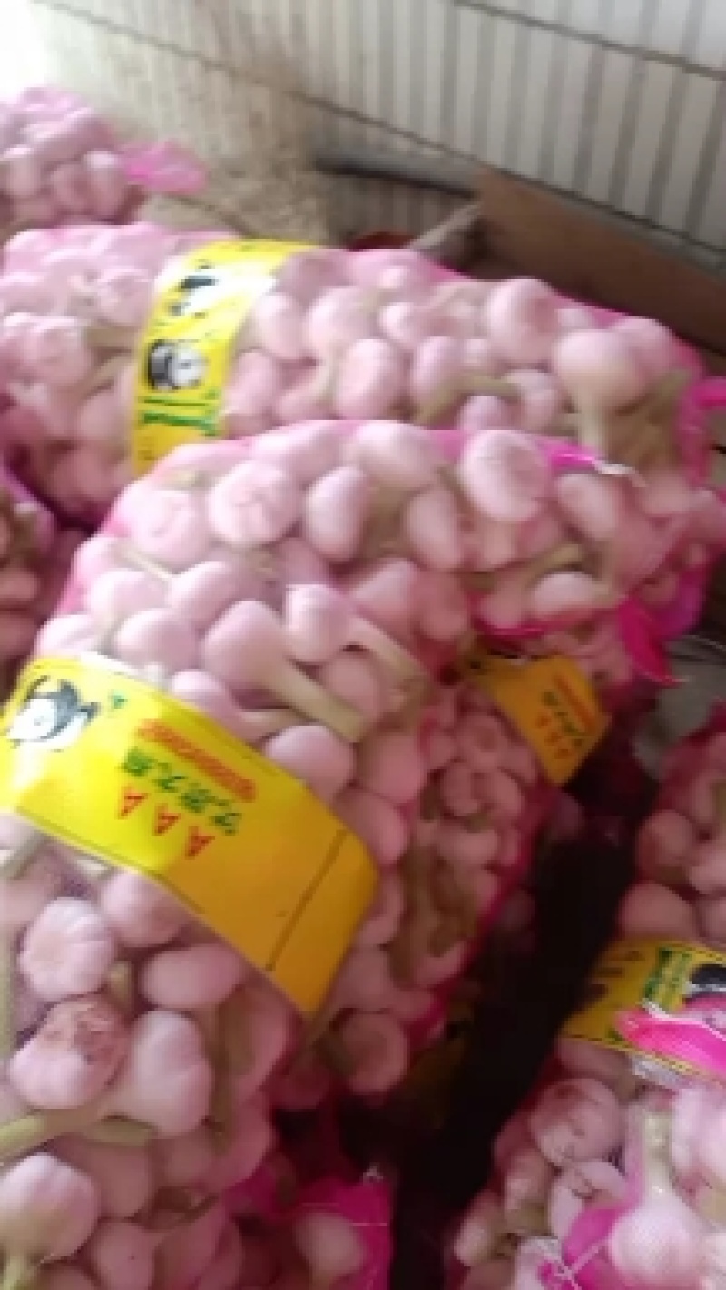 山东大蒜，鲜蒜5.5cm到6.5cm产地直供，货源充足，