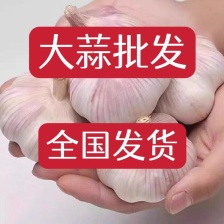 山东大蒜，鲜蒜5.5cm到6.5cm产地直供，货源充足，