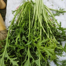 天然新鲜雪里红源头供应超高性价比