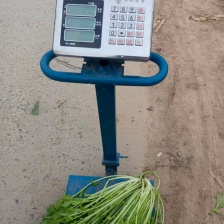 天然新鲜雪里红源头供应超高性价比