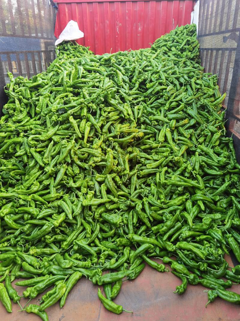 上蔡县301薄皮泡椒万亩基地直供【一手货源 专注高品质】