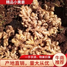 陕西-生姜产地批发 超市加工 全年批发零售