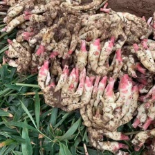 陕西-生姜产地批发 超市加工 全年批发零售