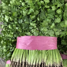 精品特级<font color=red>香菜</font>毛颗，大量现货，特级质量