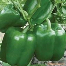 【优选】河南商丘辣椒小米椒-产地直发-大量供应-可看货