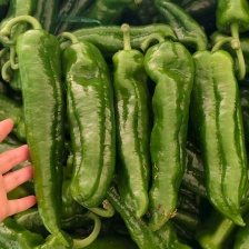 山西青椒 圆椒 基地一手货源 全国发货，可视频看货