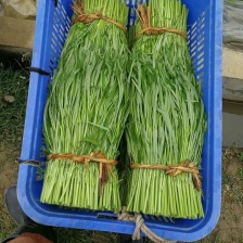 正宗博白柳叶空心菜，又名雍菜，广大人民爱吃的。好吃不腻