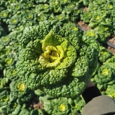 【便宜推荐】乌塌菜黄心菜新鲜现发价格便宜