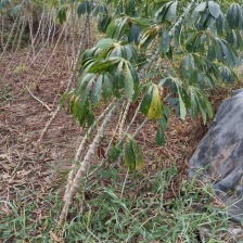 广西华南9号黄肉木薯，新鲜现发，糖水专用，质量稳定