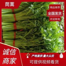 《精选》江苏茼蒿基地直发对接商超团购供应链一条龙服务