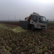 大白菜0.17元上车