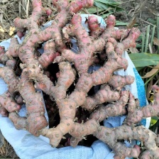 黄心木薯华南9号