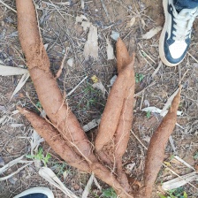 黄心木薯华南9号