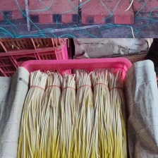 蒜黄伙计们蒜黄基地等你到来