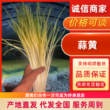 蒜黄伙计们蒜黄基地等你到来