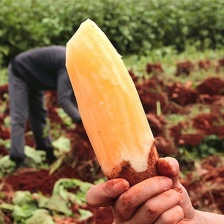 云南高山雪莲果