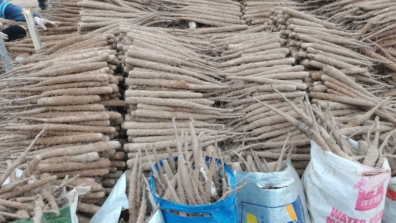 精品双棒<font color=red>山药</font>二路三路规格齐全货源充足