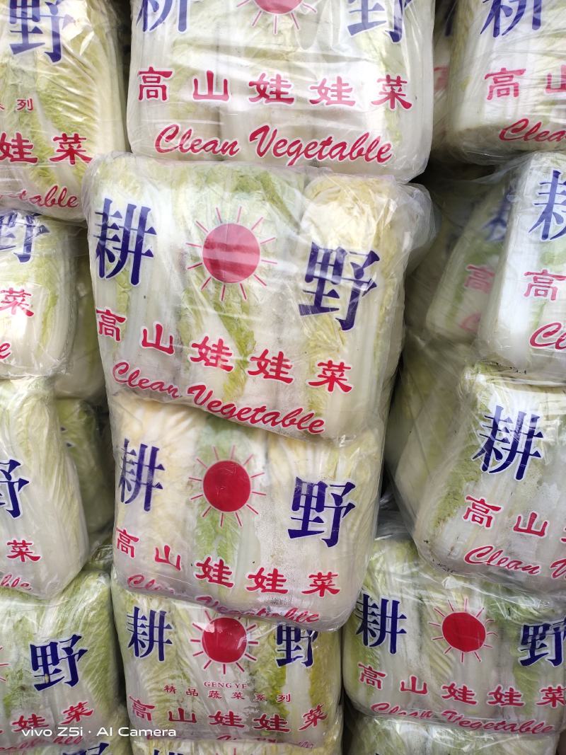 河北精品娃娃菜大量供应中，品质保证，量大从优，欢迎订购