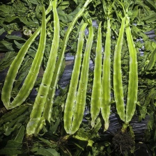 【推荐】山东红叶莴笋 产地直发可视频看货 品质保证