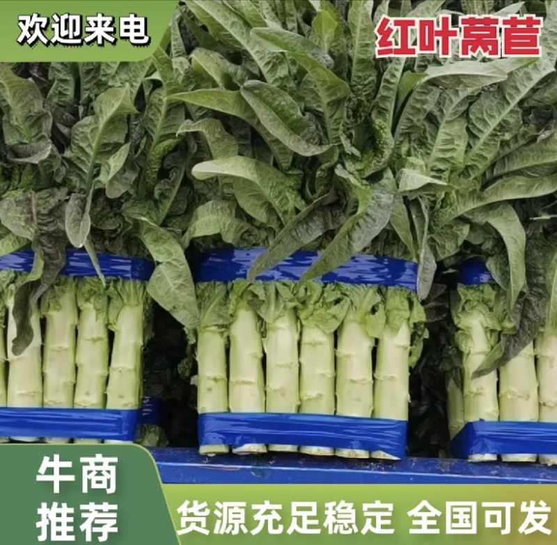 【推荐】山东红叶莴笋 产地直发可视频看货 品质保证