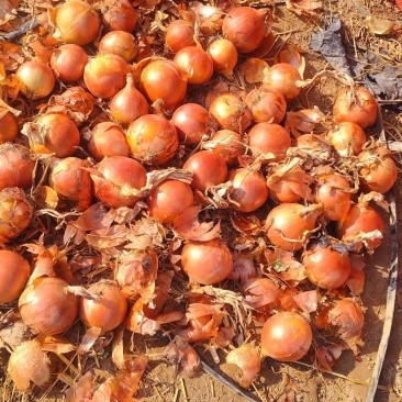 甘肃黄皮洋葱，市场，超市，工厂，大量现货。大量接单。