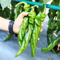 陇椒 产地看货论价 保质保量 免费接送客户产地看货