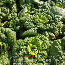 黄心菜又称乌塌菜