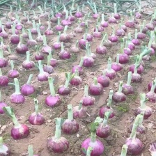 优质洋葱，超市直供种植面积大，品质优良 量大从优