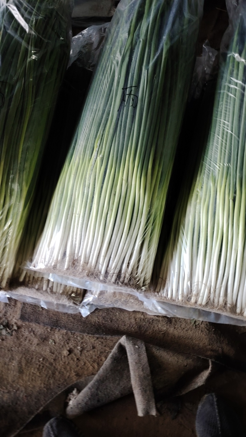 优质小葱产地一手货源大量现货对接商超档口及各大批发市场