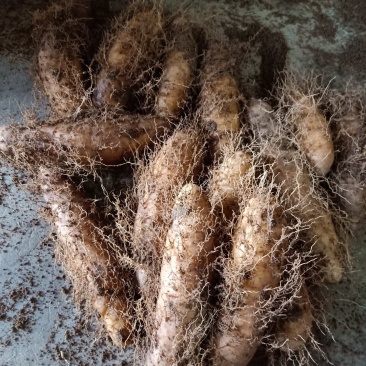 今年毛薯又准备上市了，欢迎各位老板来电