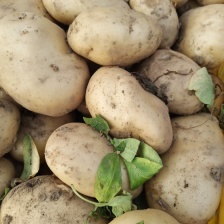 云南土豆剑川红土豆，大量现货供应，对接全国客商