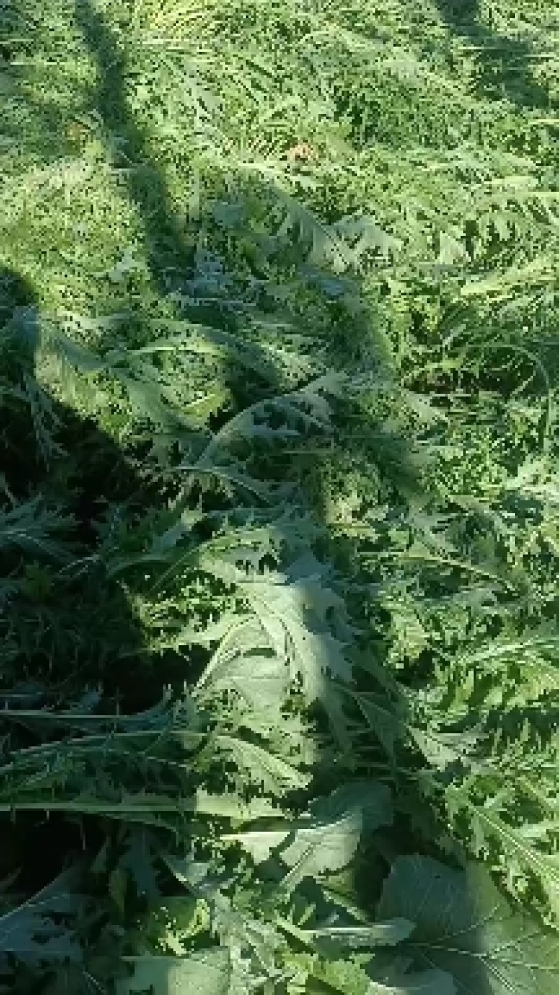 亳州市譙城區张月翰家庭种植农场