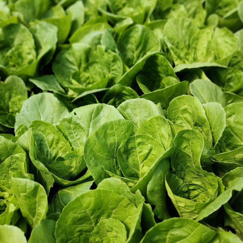 小奶白菜大量供应，长期有货，价格便宜，质量有保证，欢迎老