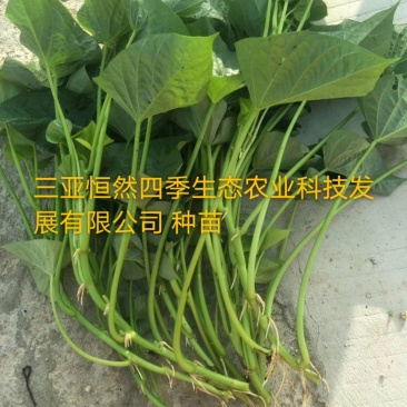 苕尖种苗 红薯叶种苗 番薯叶种苗 番薯叶 地瓜叶 番薯尖