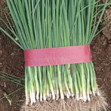 汝州市小王精品蔬菜代办