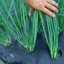 汝州市小王精品蔬菜代办