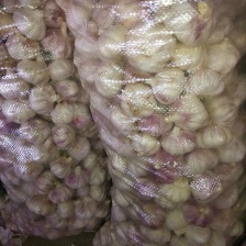 紫皮蒜 山东金乡大蒜大量上市 公司拥有大型冷代收代办冷库预订