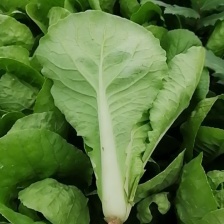 精品快菜，自有冷库预冷，货发全国。品相好，颗型均匀