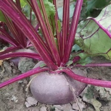 红甜菜基地大量现货供应红甜菜