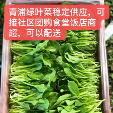 大棚鸡毛菜 货量足 品质好 诚信经营 欢迎咨询