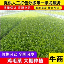 鸡毛菜全国发货品质保证 欢迎联系对接批发市场 商超