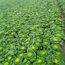 精品黄心菜口感好支持各类包装供应电商市场全平台量大价优