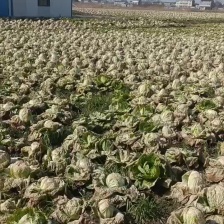 黄心白菜 大白菜 白菜 湖北白菜 大量供应可视频看货