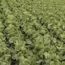 黄心白菜 大白菜 白菜 湖北白菜 大量供应可视频看货