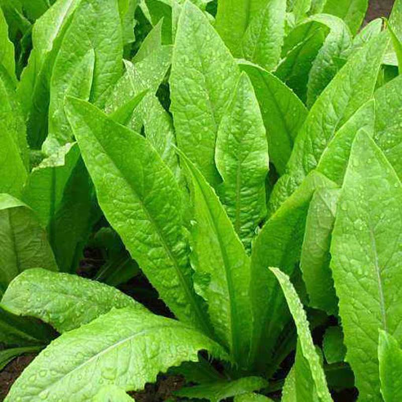 弓记蔬菜购销中心