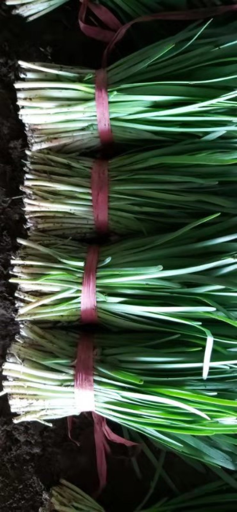 辽宁凌海市 精品头刀大叶韭菜根粗，质量好价格便宜