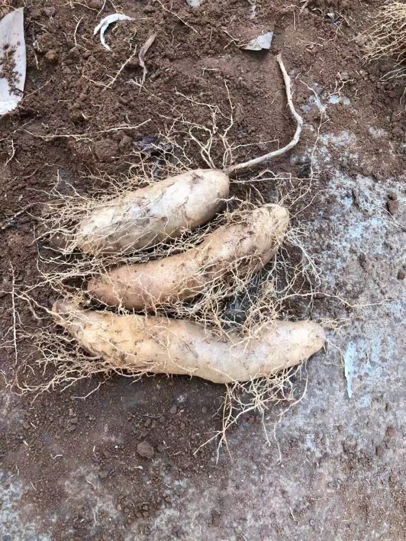 广西半农新生农副产品销售有限公司