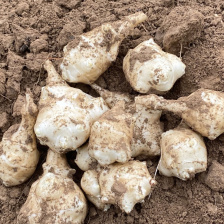 洋姜鬼子姜菊芋不辣姜万亩基地整车对接配套冷库存储