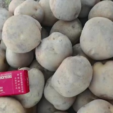 黄心<font color=red>土豆</font>丨沃土丨实验丨荷兰<font color=red>土豆</font>丨产地